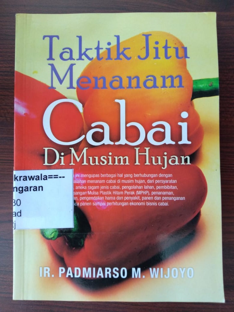 Taktik Jitu Menanam Cabai di Musim Penghujan